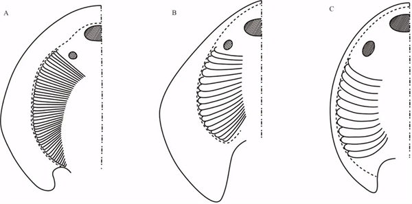 东方鱼4.jpg